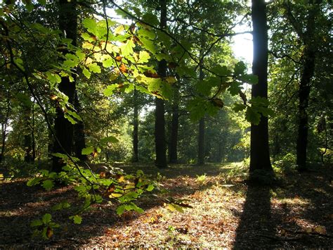 South Sherwood Forest